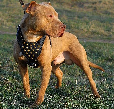 Studded leather harness